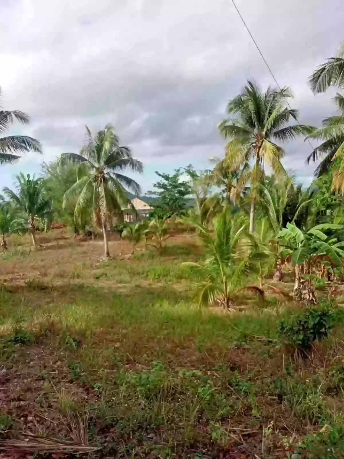 FARM LOT FOR SALE — Calidngan — Agricultural Lot in Carcar, Cebu, Philippines — Photo 5