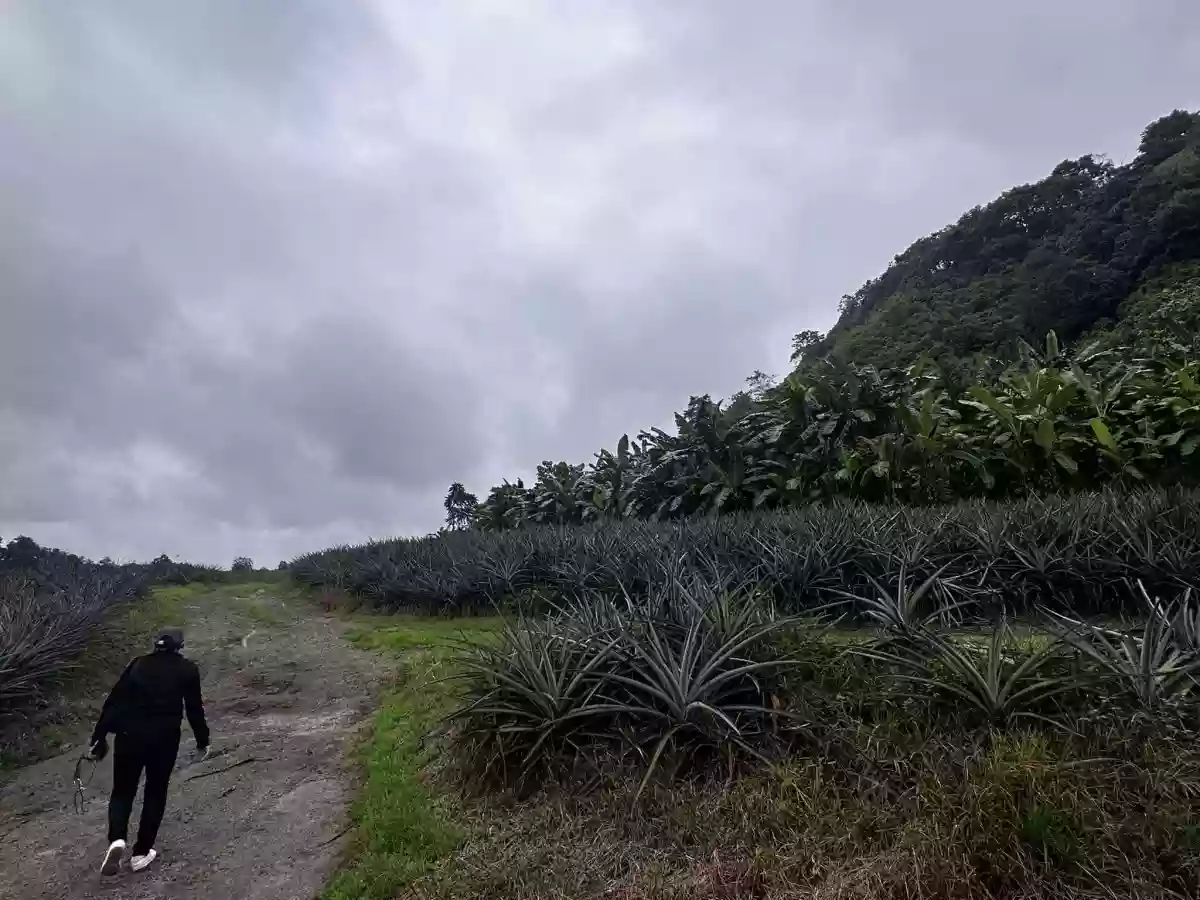 1 Hectare Agricultural Land — Agricultural Lot in Tupi, South Cotabato, Philippines — Photo 5