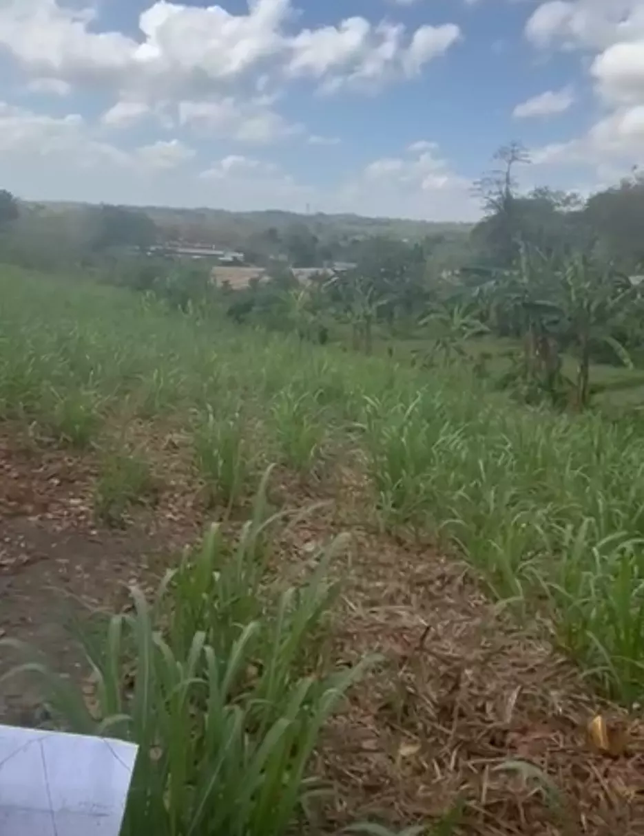 3 Hectares Agricultural Land For Sale — Agricultural Lot in Janiuay, Iloilo, Philippines — Photo 7