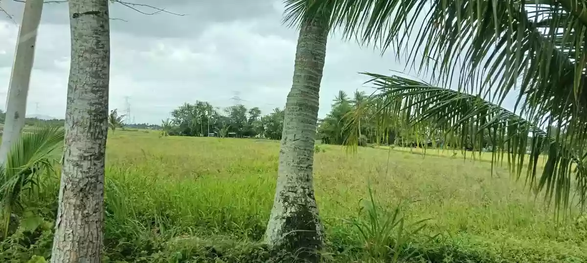 Lot for Sale — Agricultural Lot in Milaor, Camarines Sur, Philippines — Photo 2