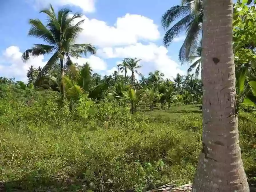 AGRICULTURAL LOT FOR SALE IN CAMOTES — Agricultural Lot in San Francisco, Cebu, Philippines — Photo 4