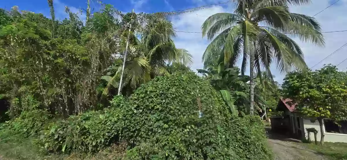 Lot for Sale in West Balabag Valencia — Agricultural Lot in Valencia, Negros Oriental, Philippines — Photo 2
