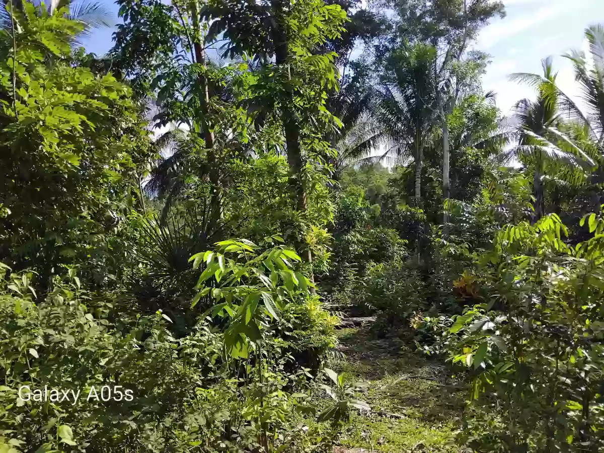 Land for Sale — Agricultural Lot in Guimaras, Philippines — Photo 4