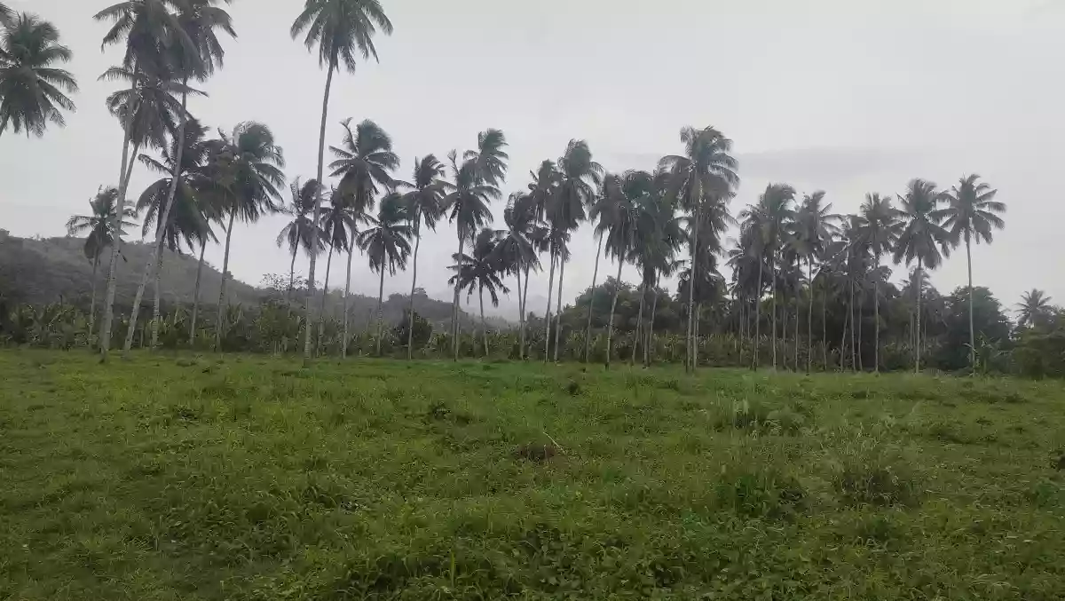 Farm lot — Agricultural Lot in Malapatan, Sarangani, Philippines — Photo 4