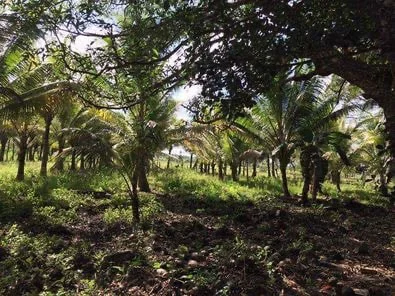Lush greenery and peaceful environment residential /farm lot at Brgy Cabog, Clarin, Bohol