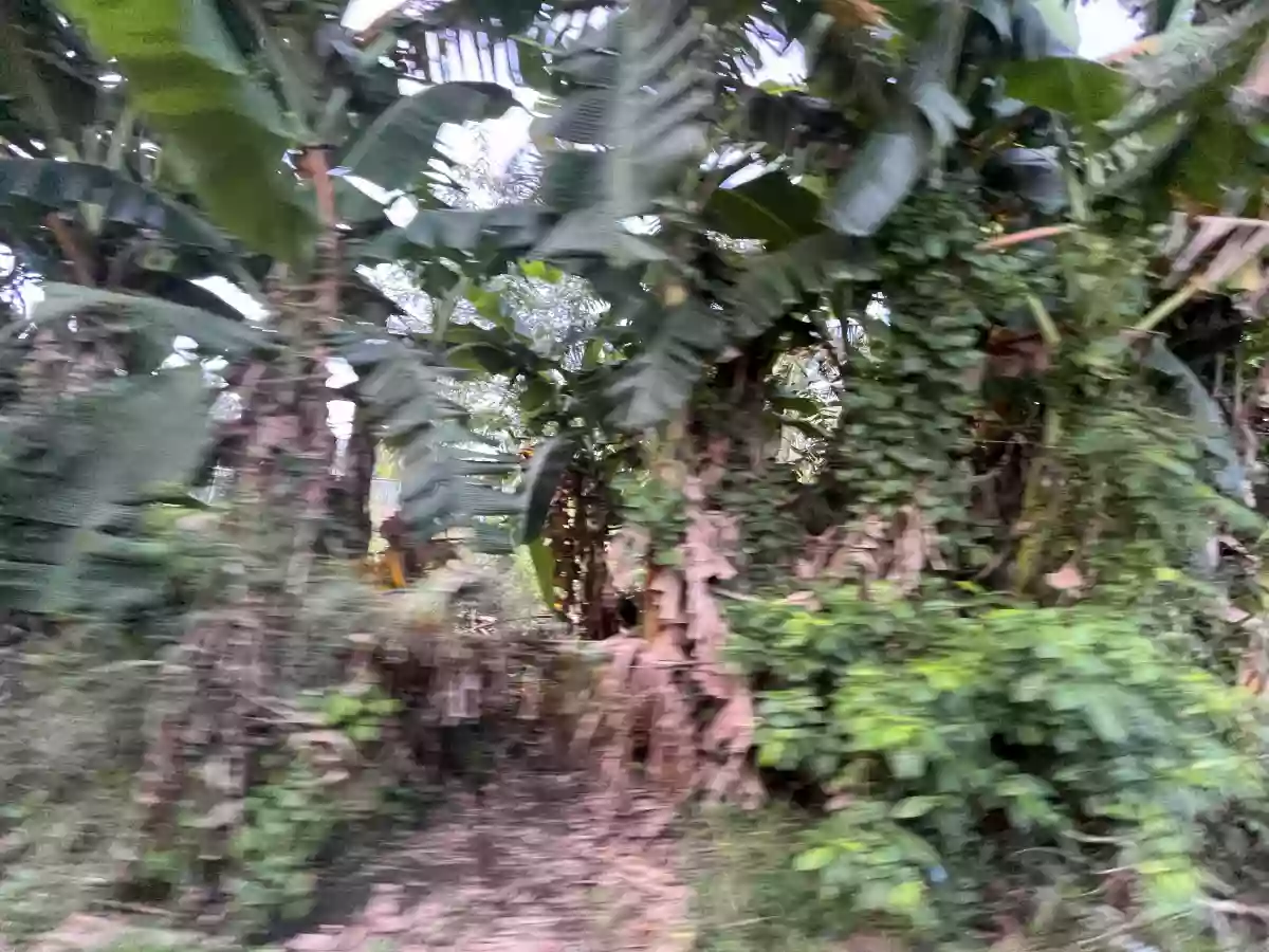 Limpjap Lot Property — Agricultural Lot in General Santos City, South Cotabato, Philippines — Photo 5