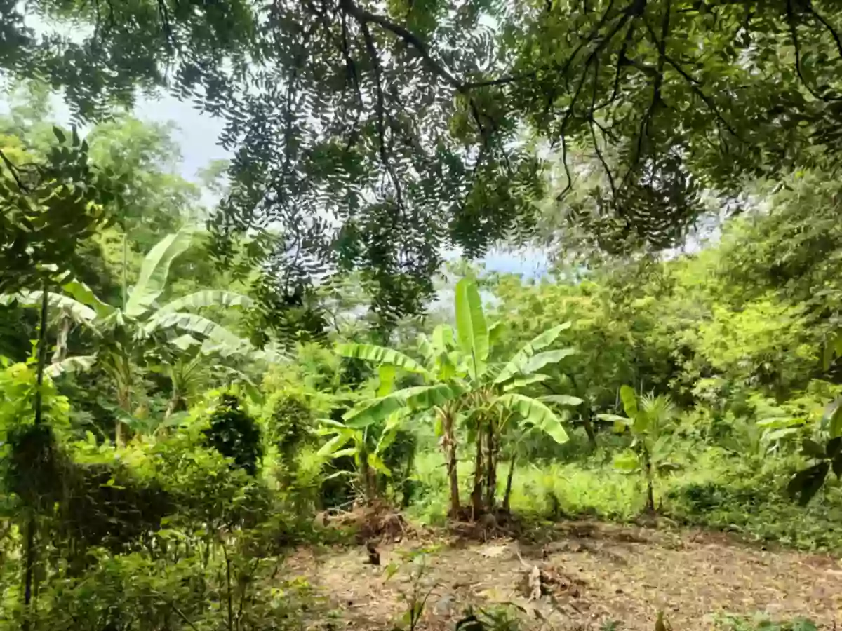 Overlooking Lot For Sale in Bahia,Dewey Island,Capiñahan, Bais City — Agricultural Lot in Bais City, Negros Oriental, Philippines — Photo 4
