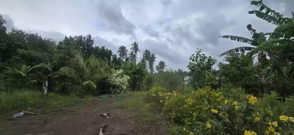 Farm Lot for Sale in West Balabag Valencia — Agricultural Lot in Valencia, Negros Oriental, Philippines — Photo 3