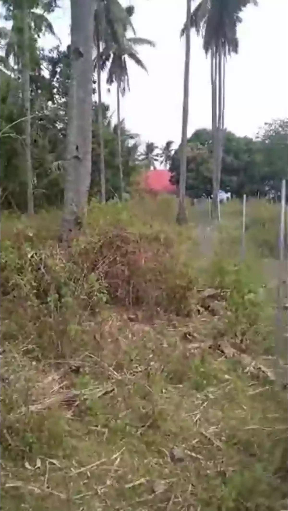2nd Lot From the Beach- For Sale — Beach Lot in Dauin, Negros Oriental, Philippines — Photo 3
