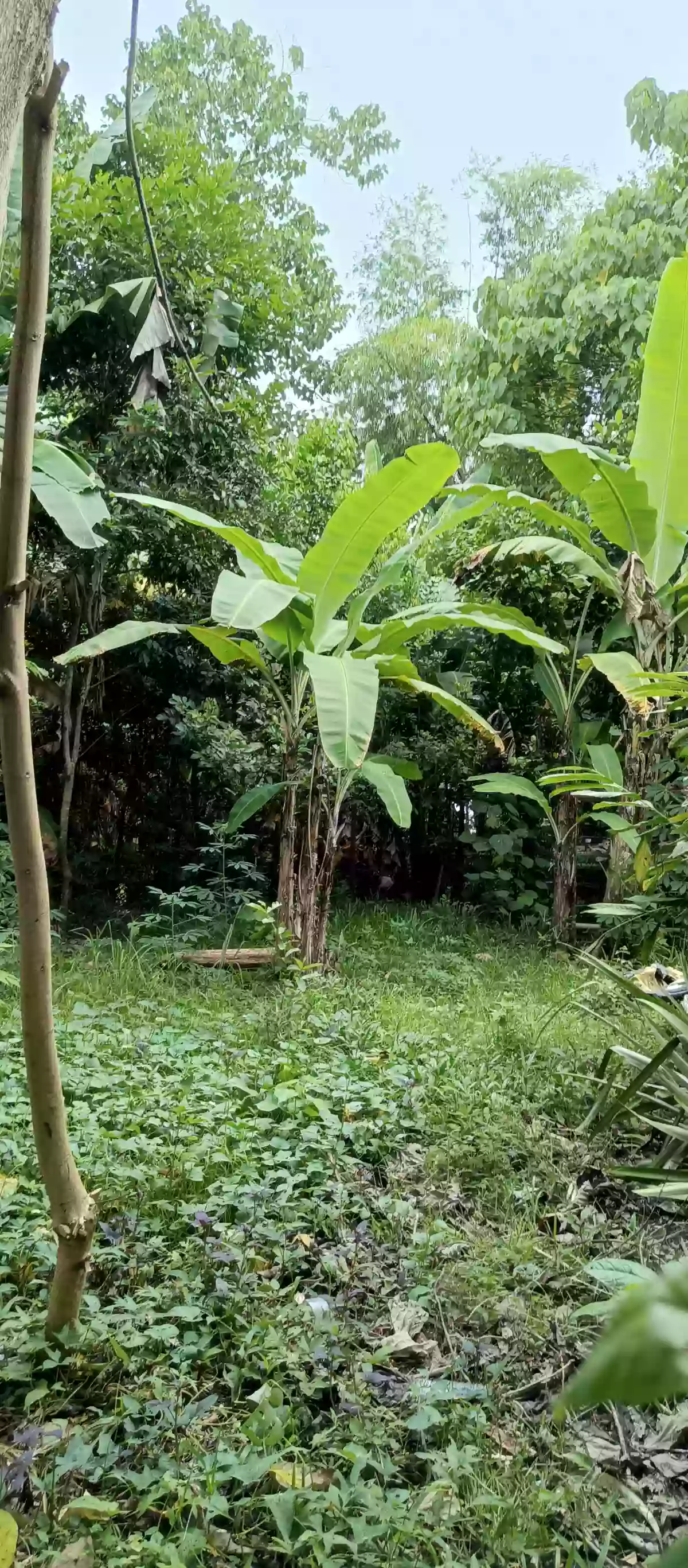TCT 091-2010001700 — Agricultural Lot in Murcia, Negros Occidental, Philippines — Photo 2