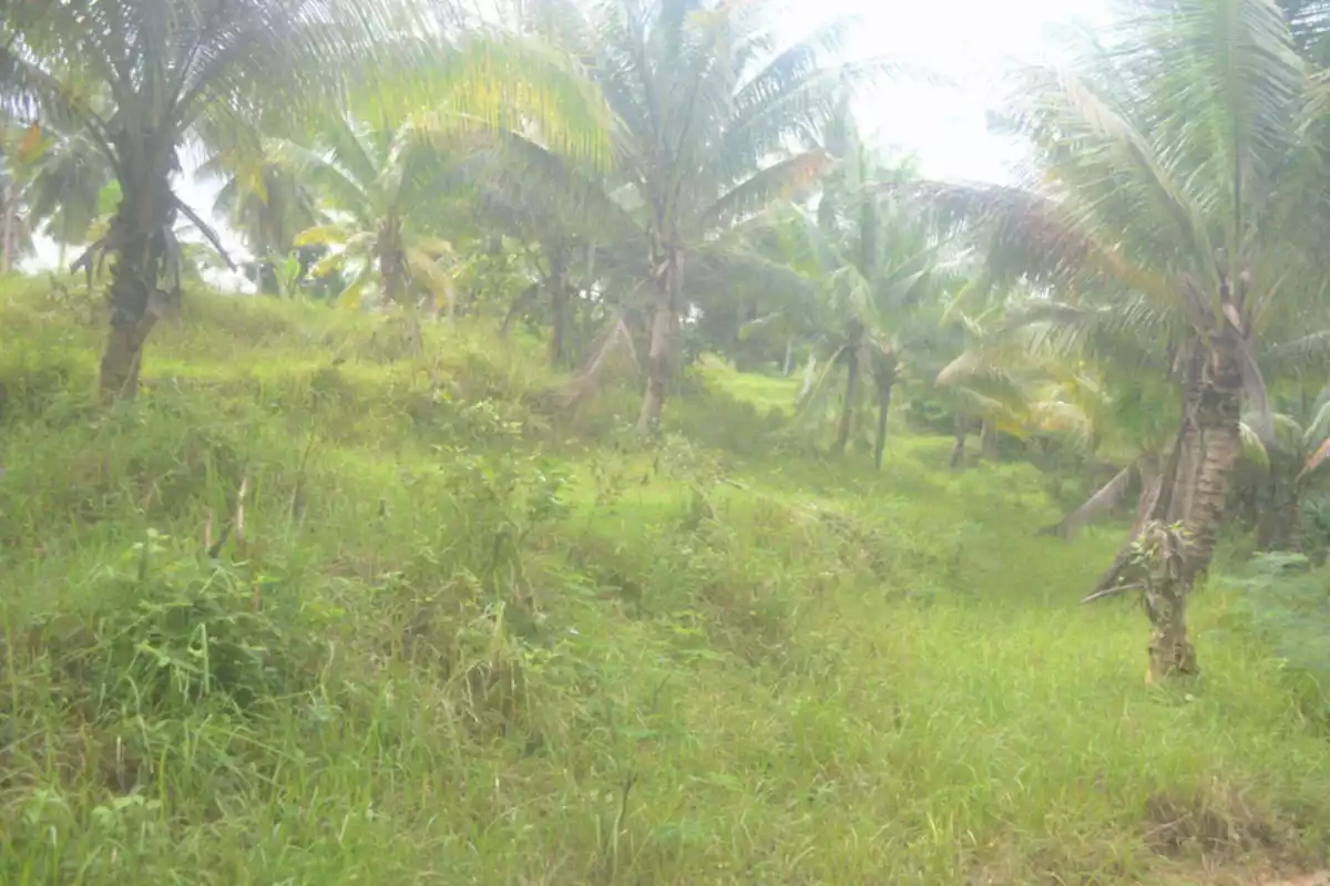 Farm Lot For Sales @ Brgy. Lamak, Dumanjug, Cebu — Agricultural Lot in Dumanjug, Cebu, Philippines — Photo 3