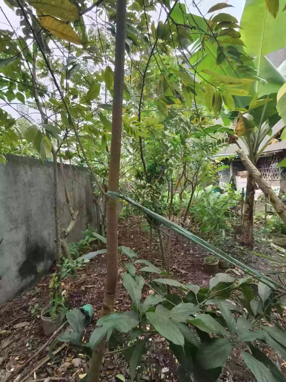 FOR SALE: PARKVIEW EXECUTIVE HOMES — Residential Lot in Barangay San Felipe, Naga, Camarines Sur — Photo 2