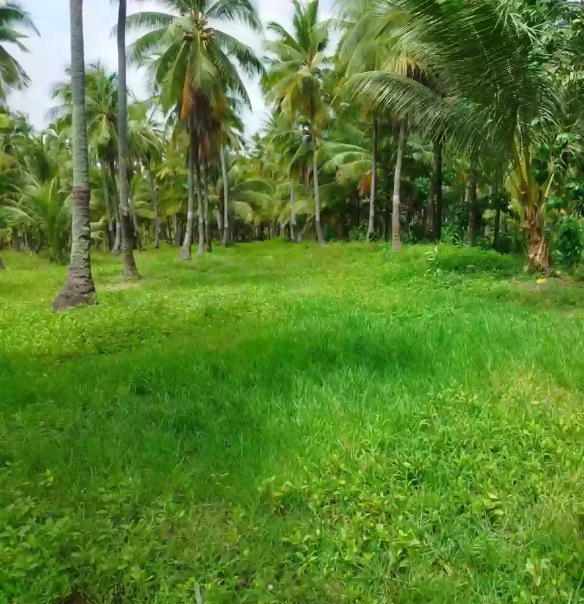 INCOME GENERATING -FARM LOT FOR SALE in DAVAO del SUR — Agricultural Lot in Malalag, Davao del Sur, Philippines — Photo 5