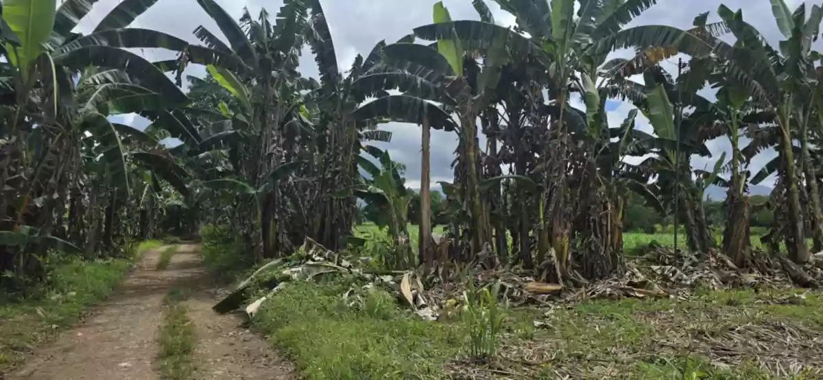 Open photo 12 of 12 — ORMOC FARM LOT FOR SALE
