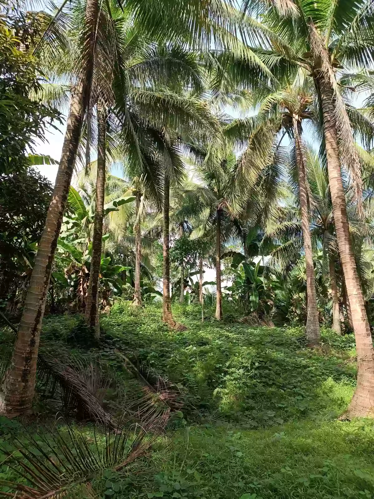 Coconut & Gemelina Farm Land In Ilosong Plaridel Quezon, 2.1hectares — Agricultural Lot in Plaridel, Quezon, Philippines — Photo 3