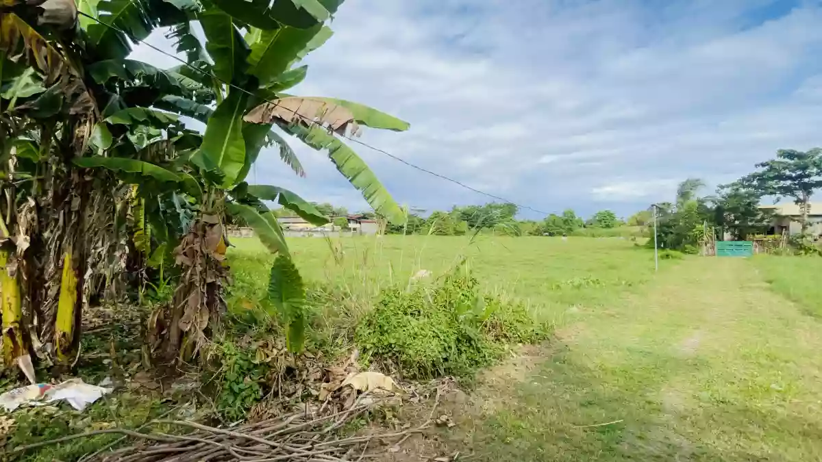 Lot for Sale — Agricultural Lot in Danao City, Cebu, Philippines — Photo 4