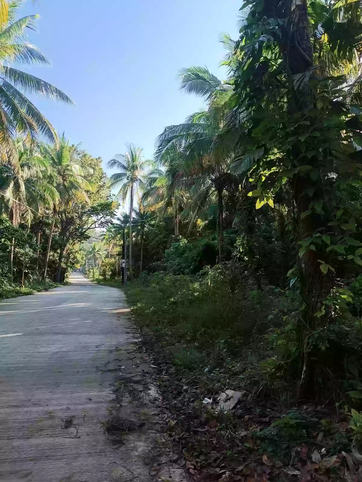 Affordable Farm/Residential Lot For Sale in Plaridel quezon — Agricultural Lot in Plaridel, Quezon, Philippines — Photo 2