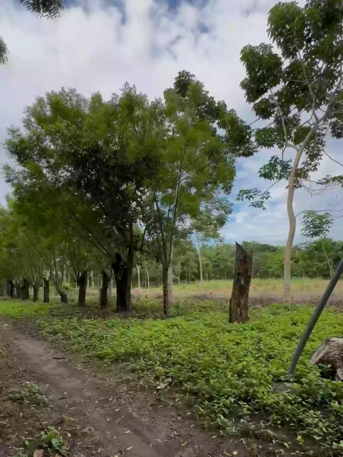 12 - 14 Hectare Lot at Brgy Conel, General Santos City — Agricultural Lot in General Santos City (Dadiangas), South Cotabato, Philippines — Photo 2