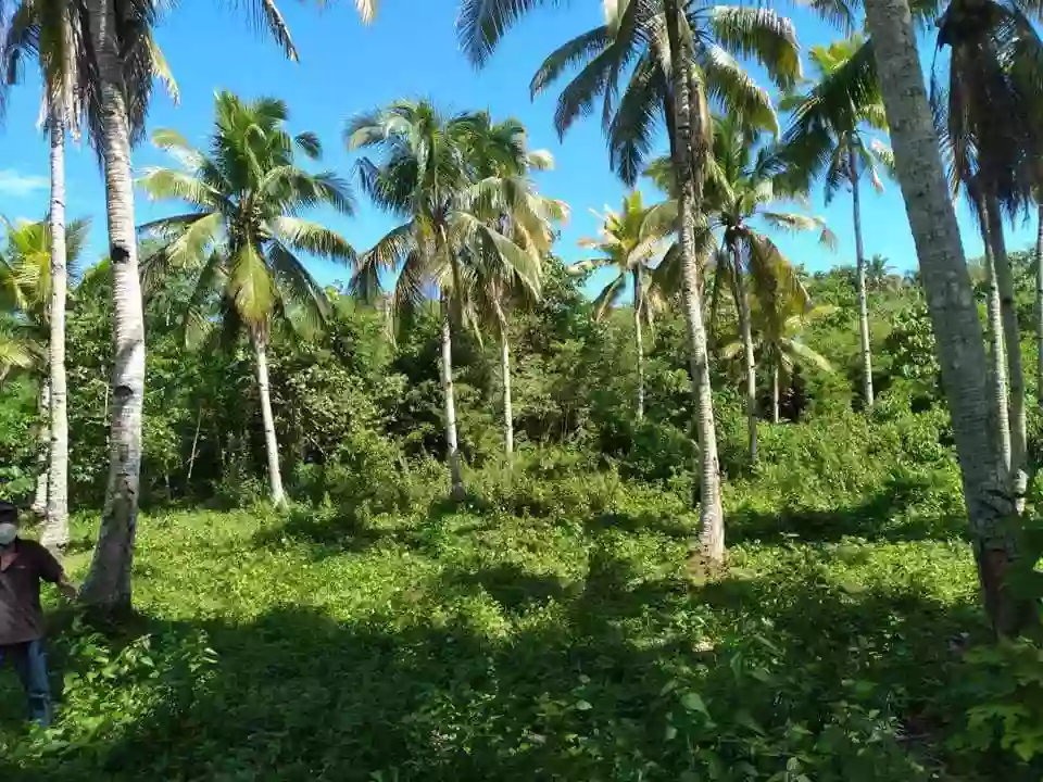 Lot for Sale – A Rare Opportunity! — Agricultural Lot in Island Garden City of Samal, Davao del Norte, Philippines — Photo 3