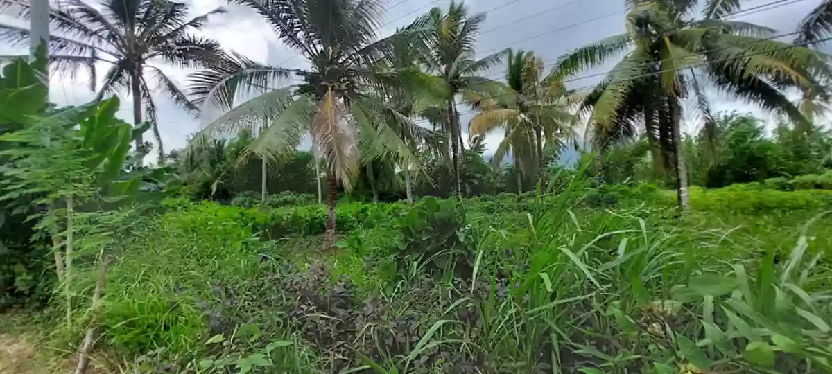LOT 3-E — Agricultural Lot in Governor Jose T. Fuentebella National Highway, Tigaon, Camarines Sur — Photo 3