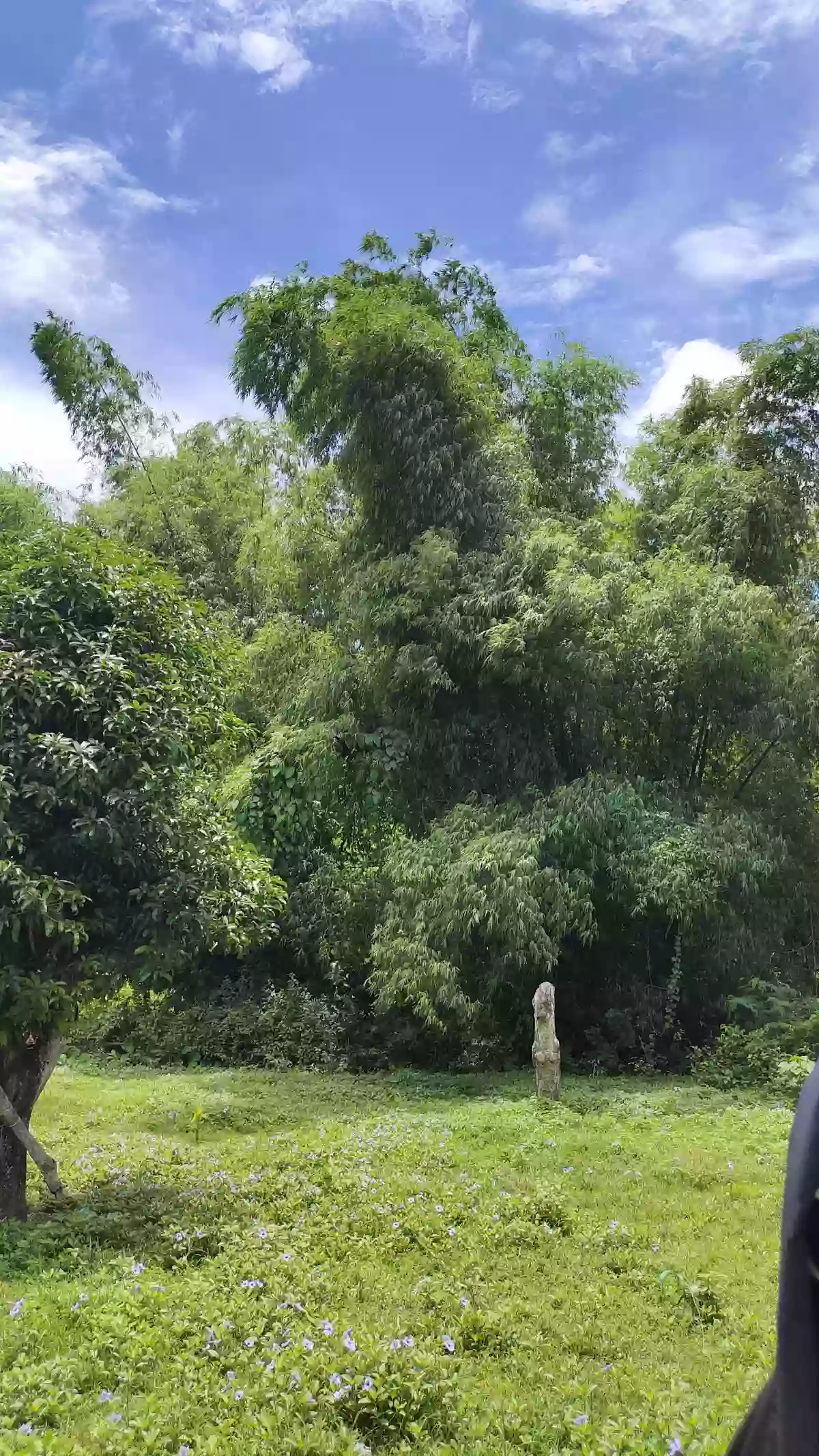 Titled farm lot — Agricultural Lot in Danao City, Cebu, Philippines — Photo 3
