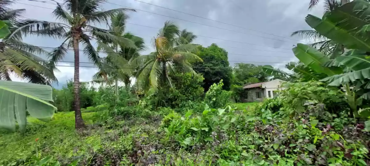 LOT-K — Agricultural Lot in Governor Jose T. Fuentebella National Highway, Tigaon, Camarines Sur — Photo 3