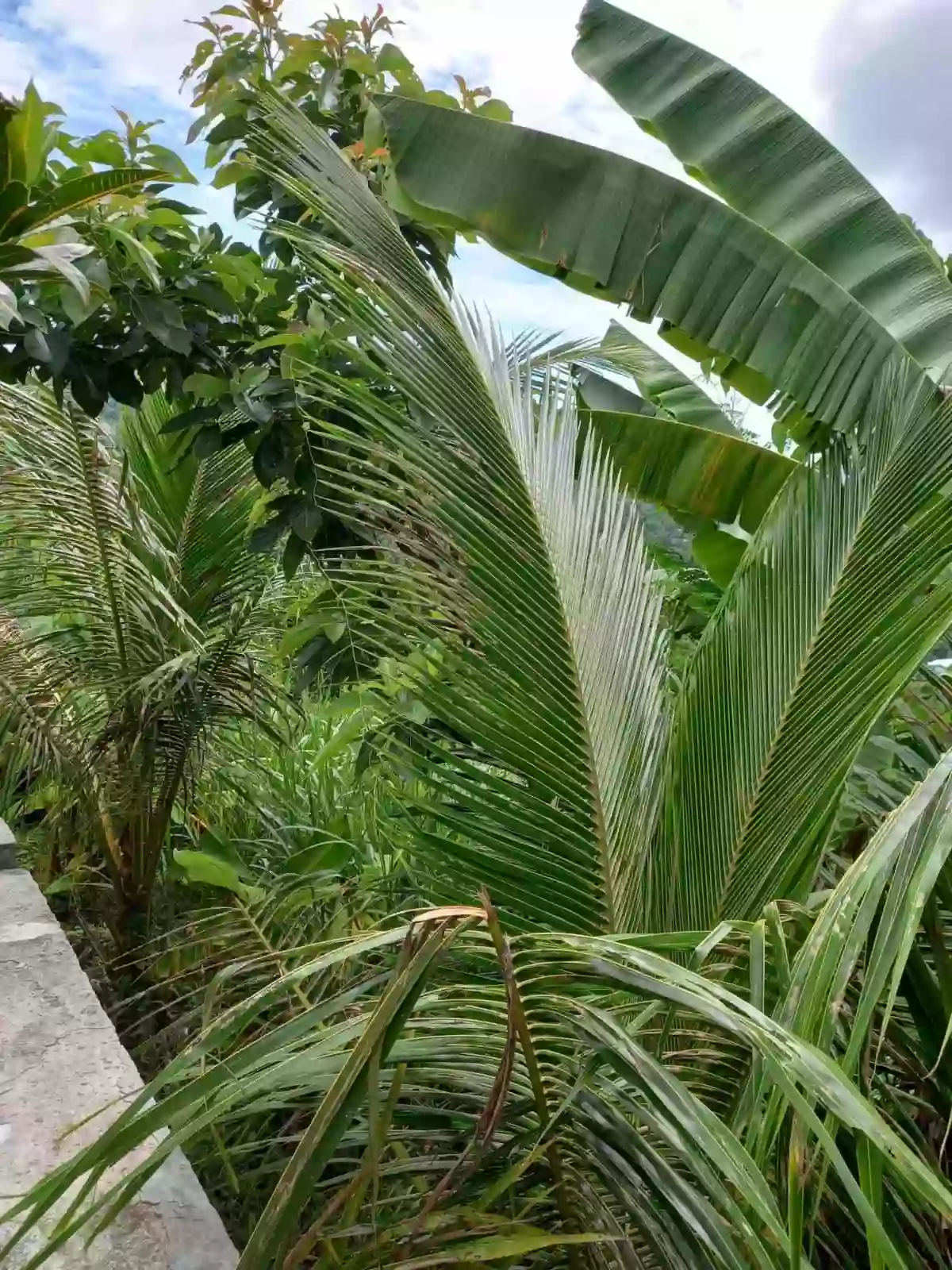 AGRICULTURAL LOT FOR SALE IN SAM FERNANDO,CEBU — Agricultural Lot in San fernando Cebu, San Roque, San Fernando — Photo 5