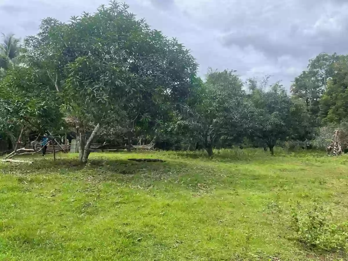 CORELLA FARM LOT — Agricultural Lot — Photo 4