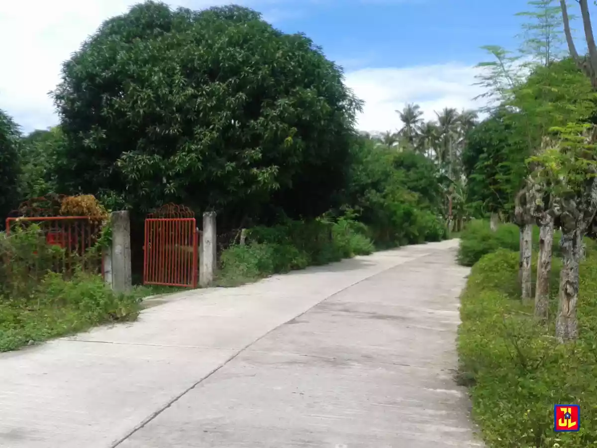 Sacrifice Sale from P2,000/sqm to P1,500/sqm Mango Farm in Calangag, Bacong [available] — Agricultural Lot in Negros Oriental, Philippines — Photo 4