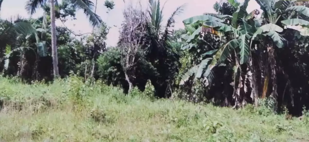 ORMOC FARM LOT FOR SALE — Agricultural Lot in Ormoc City, Leyte, Philippines — Photo 4