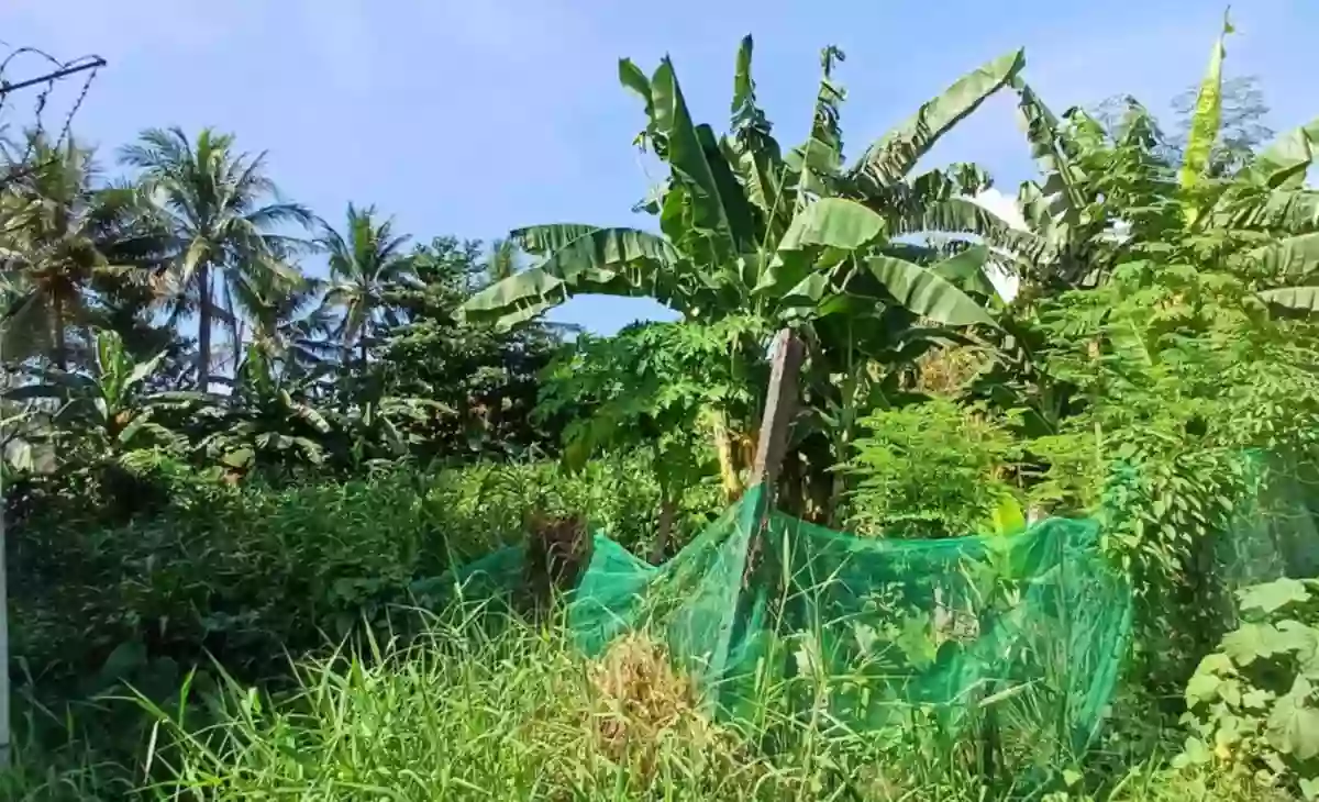 2(two) adjacent Lots in near City center good for commercial/residential use — Residential Lot in South Cotabato, Philippines — Photo 3