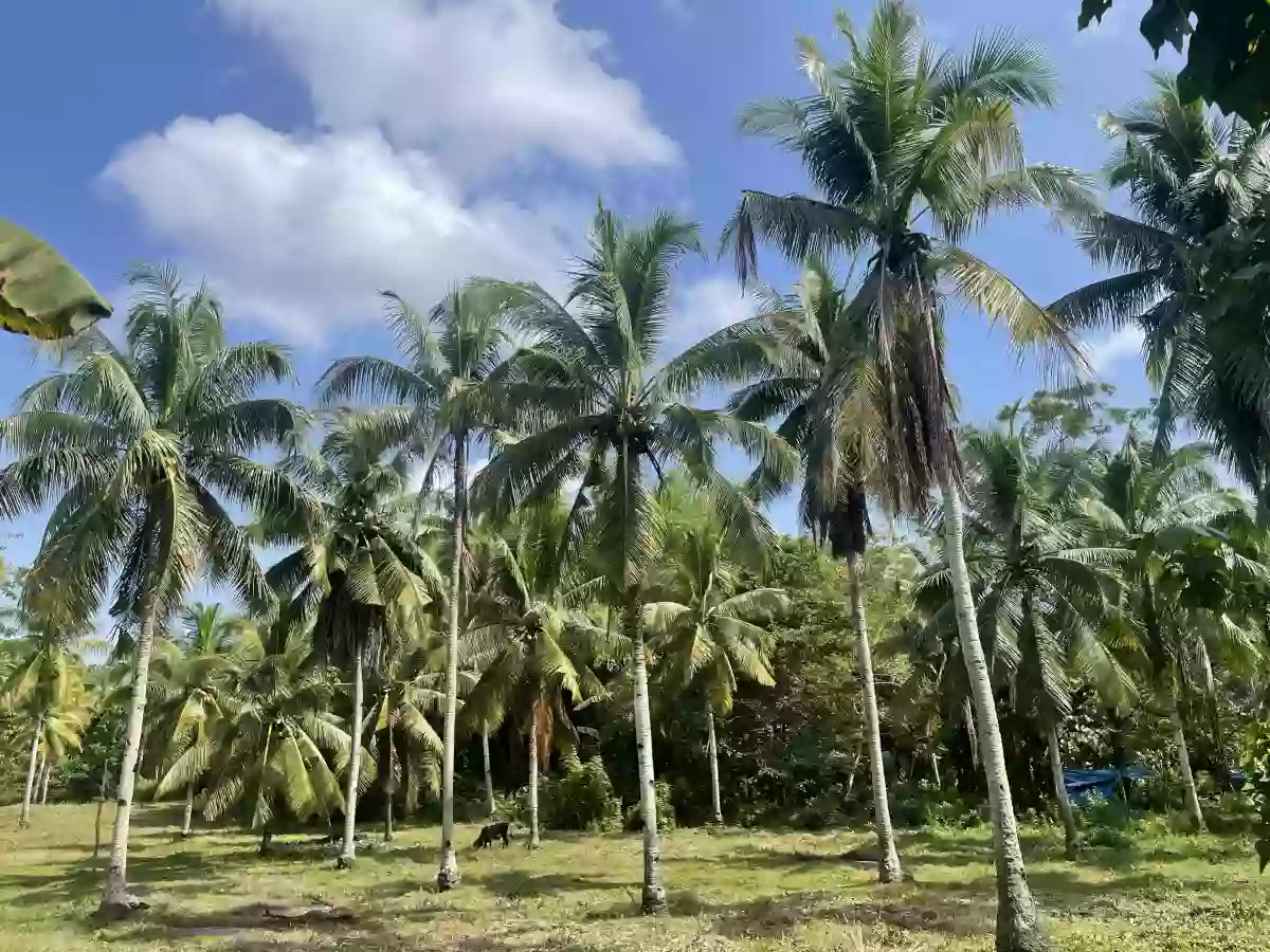 LOT FOR SALE SAMAL ISLAND — Residential Lot in Samal, Davao del Norte, Philippines — Photo 7