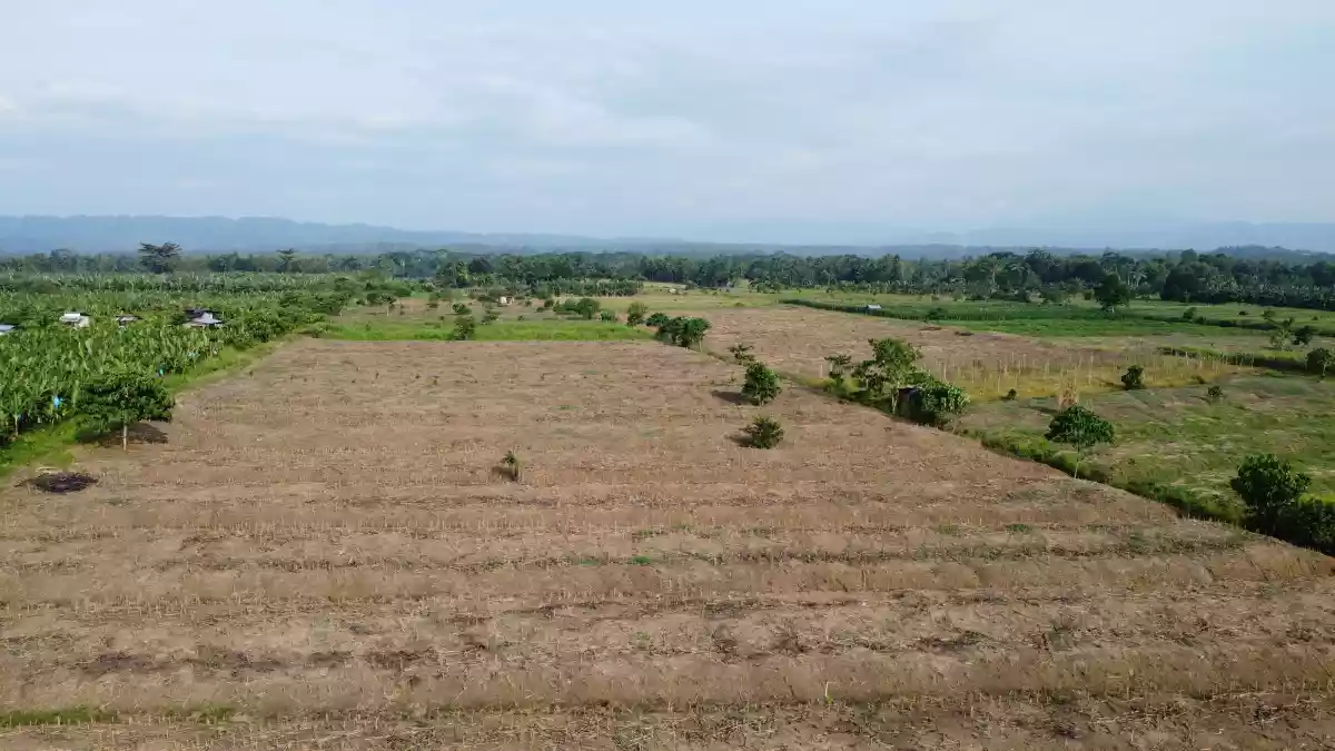 Open photo 11 of 11 — Exceptional Development Opportunity: 12 Hectares of Prime Agricultural Land in Brgy. Mesaoy, New Corella, Davao Del Norte