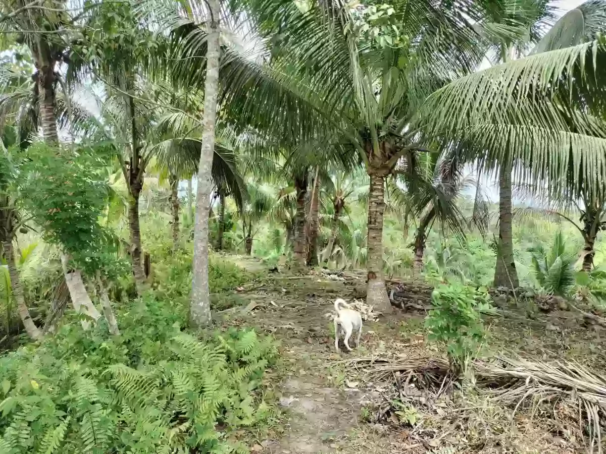 FULLY PLANTED UPLAND FARM — Agricultural Lot in Compostela, Davao de Oro, Philippines — Photo 6
