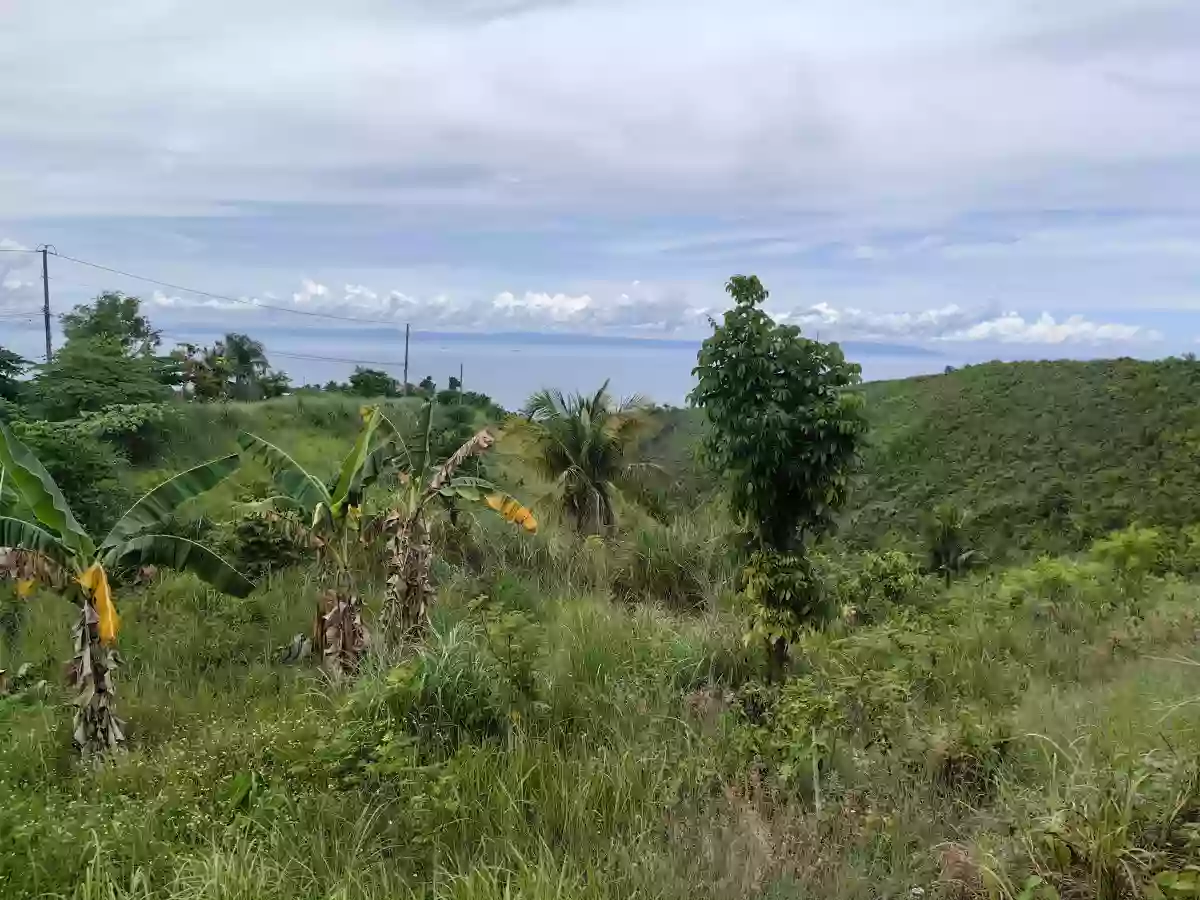Agri LOT FOR SALE 11,640 IN SAN FERNANDO, CEBU — Agricultural Lot in San Fernando, Cebu, Philippines — Photo 3