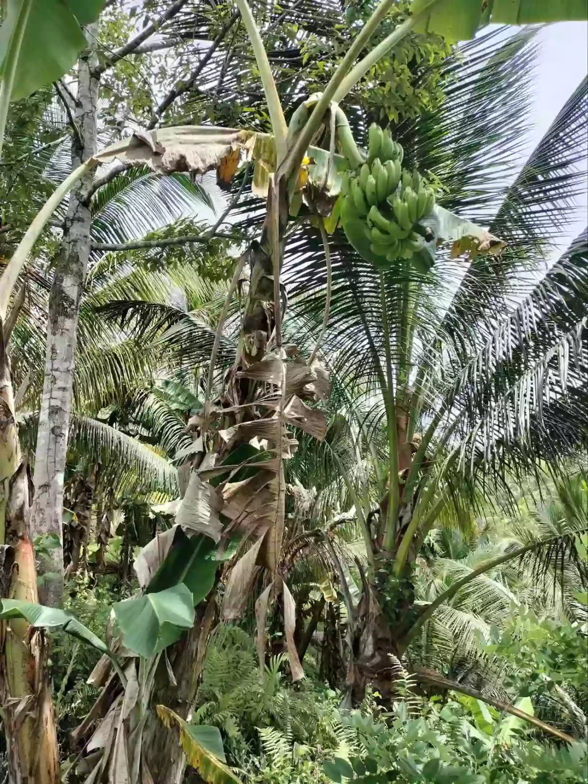 FULLY PLANTED UPLAND FARM — Agricultural Lot in Compostela, Davao de Oro, Philippines — Photo 7