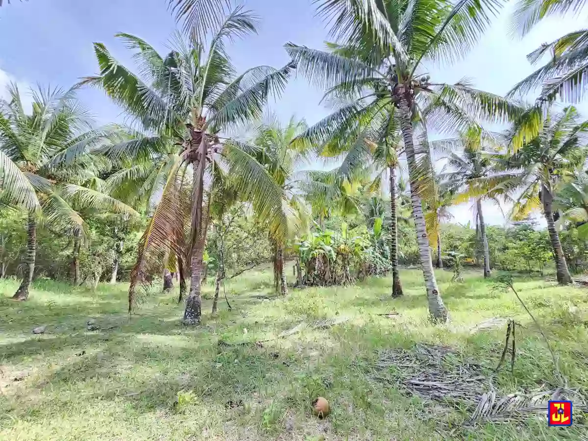 For Sale 3,666sqm Farm Lot in Calo, San Jose, Negros Oriental [available]