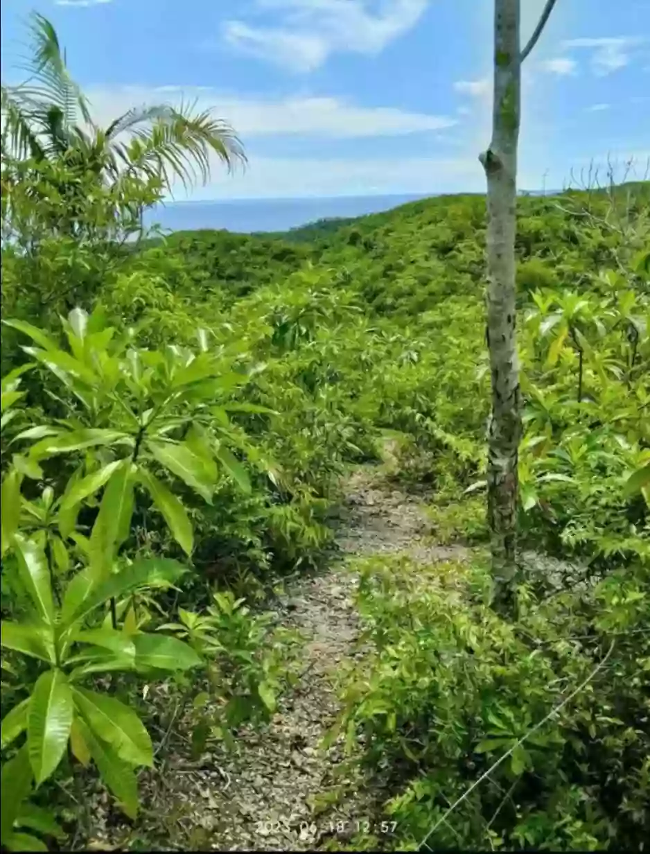 Agricultural Lot in Tuburan Cebu — Agricultural Lot in Cebu, Philippines — Photo 5