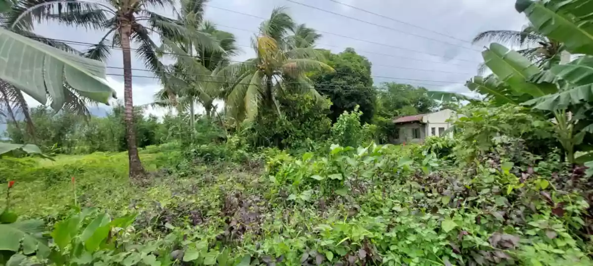 LOT 3-B — Agricultural Lot in Governor Jose T. Fuentebella National Highway, Tigaon, Camarines Sur — Photo 4