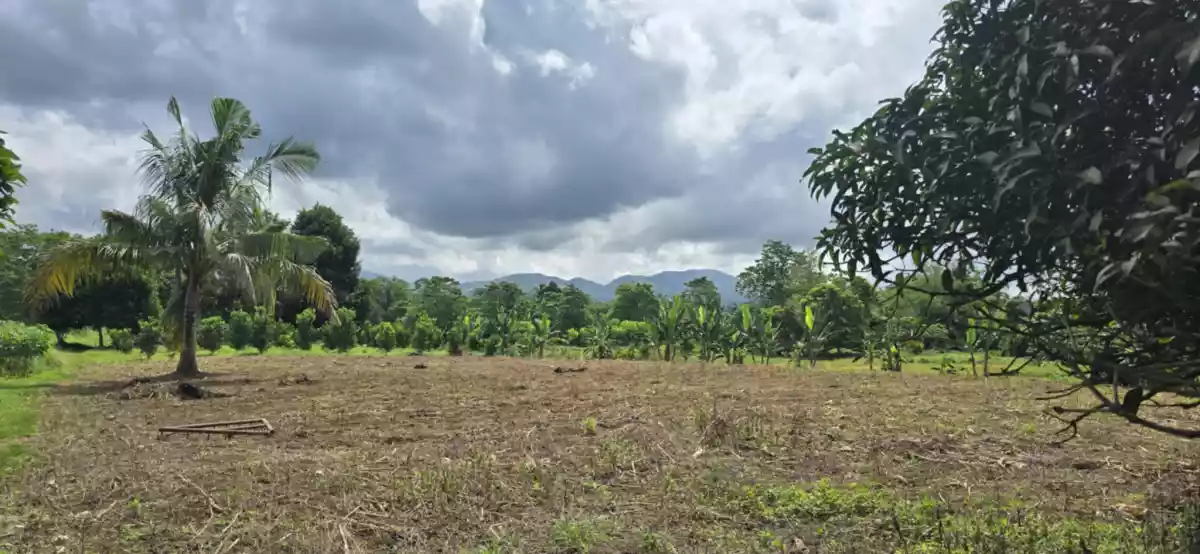 ORMOC FARM LOT FOR SALE — Agricultural Lot in Ormoc City, Leyte, Philippines — Photo 7