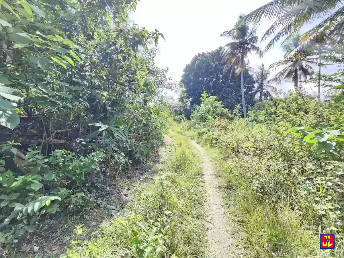 For Sale 3,666sqm Farm Lot in Calo, San Jose, Negros Oriental [available] — Agricultural Lot in San Jose, Negros Oriental, Philippines — Photo 4