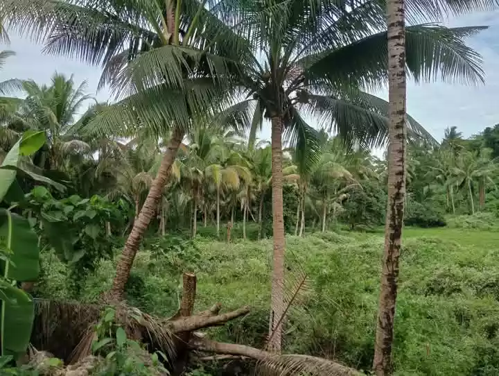 Farm Lot For Sale at Danao City — Residential Lot in Danao City, Cebu, Philippines — Photo 7