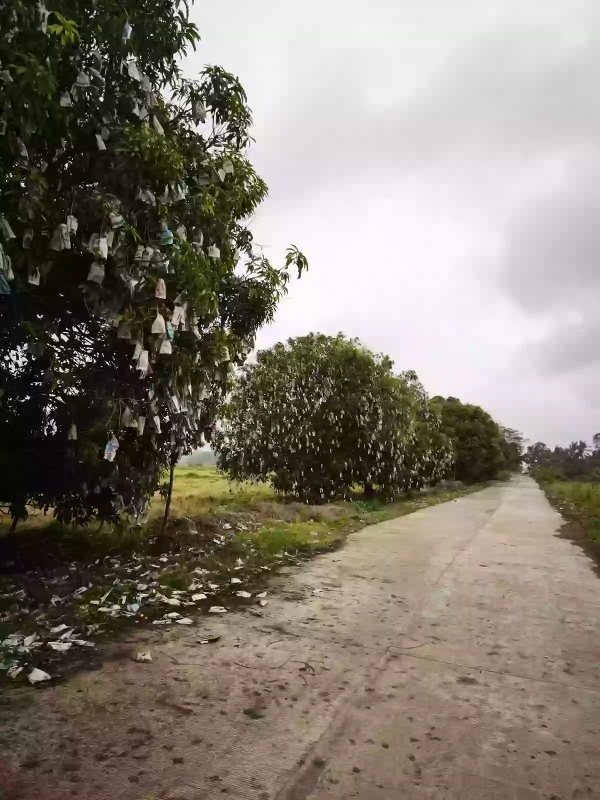 FARM LOT with Mango trees for sale in Oton, Iloilo — Agricultural Lot in Oton, Iloilo, Philippines — Photo 4