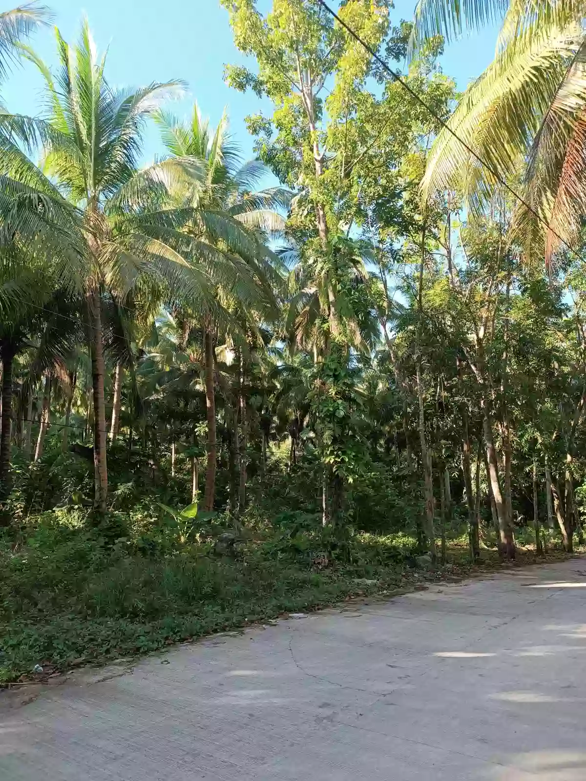 Affordable Farm/Residential Lot For Sale in Plaridel quezon — Agricultural Lot in Plaridel, Quezon, Philippines — Photo 3
