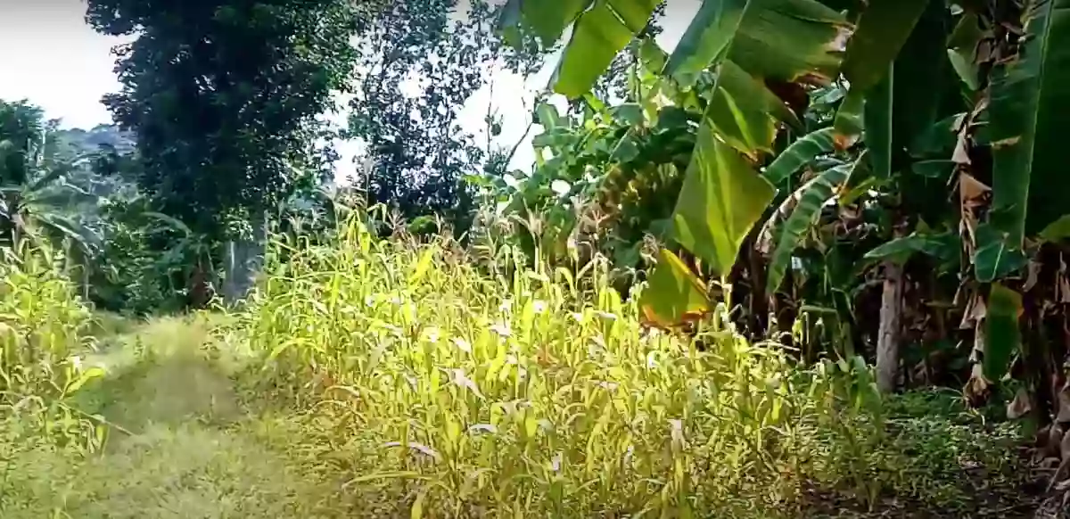 RESIDENTIAL LOT FOR SALE — Residential Lot in Iligan City, Lanao del Norte, 9200 — Photo 4