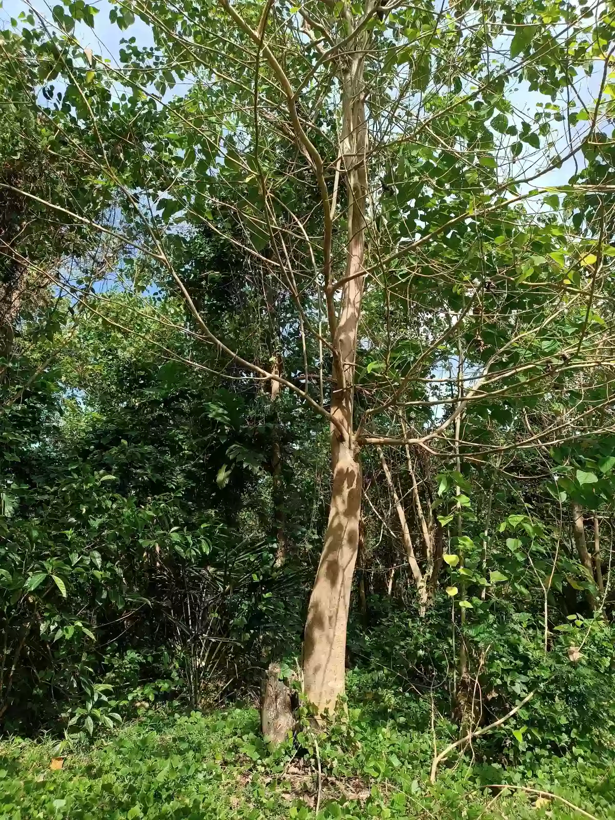 Coconut & Gemelina Farm Land In Ilosong Plaridel Quezon, 2.1hectares — Agricultural Lot in Plaridel, Quezon, Philippines — Photo 2