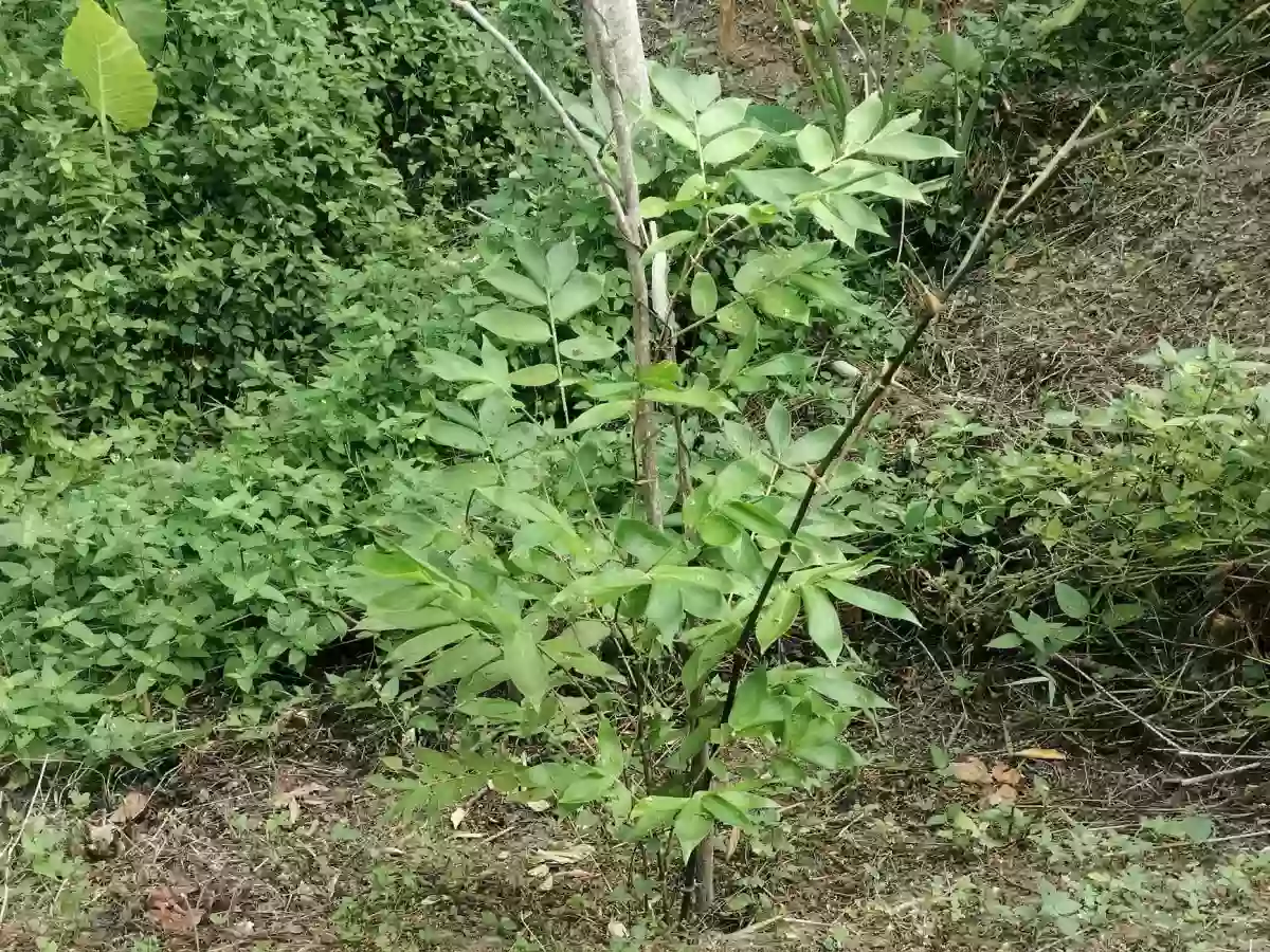 Open photo 19 of 20 — FULLY PLANTED UPLAND FARM