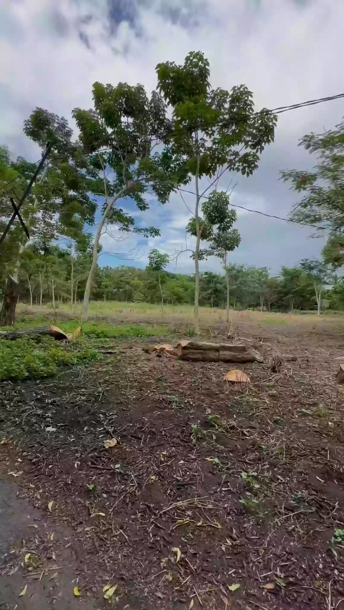 12 - 14 Hectare Lot at Brgy Conel, General Santos City — Agricultural Lot in General Santos City (Dadiangas), South Cotabato, Philippines — Photo 3