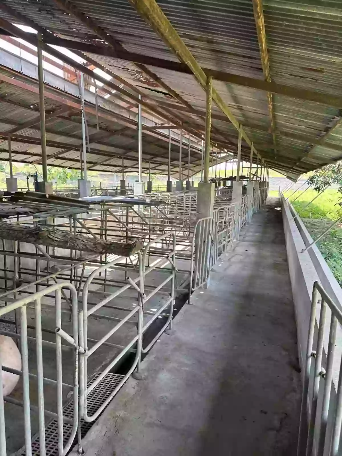 Open photo 16 of 20 — Piggery/Farm Lot For Sale in Odagre General Santos City Socksargen