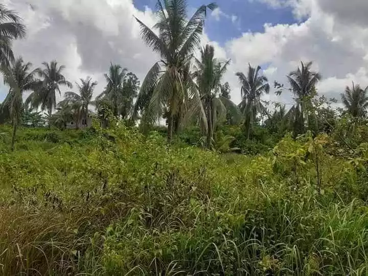 FARM LOT FOR SALE — Calidngan — Agricultural Lot in Carcar, Cebu, Philippines — Photo 3